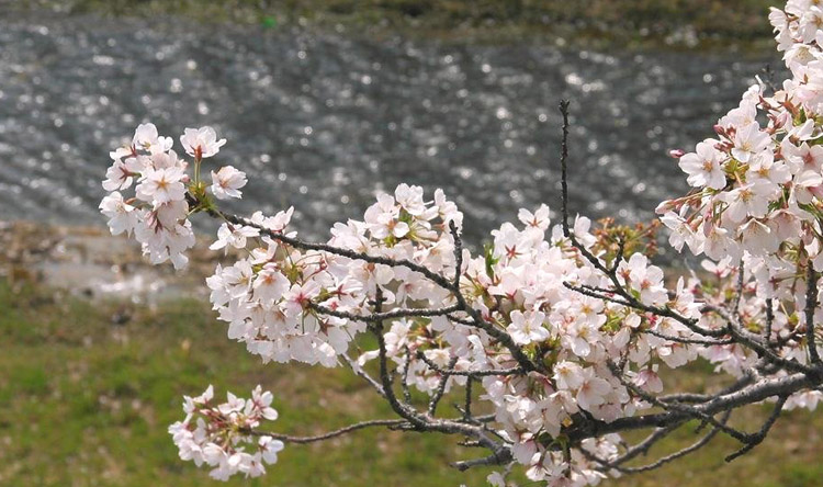 桜がキレイ